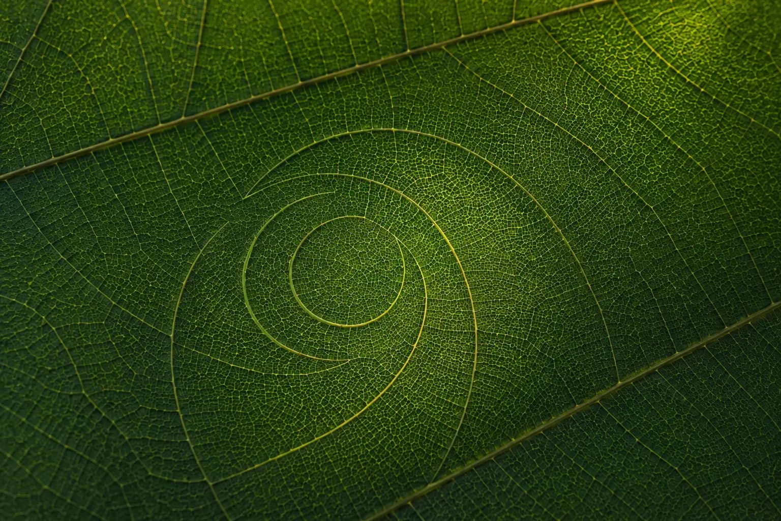 Vue aérienne d'une rivière en spirale au cœur d'une forêt